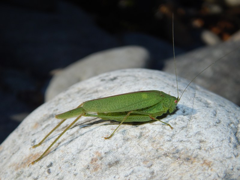 Cavalletta da ID